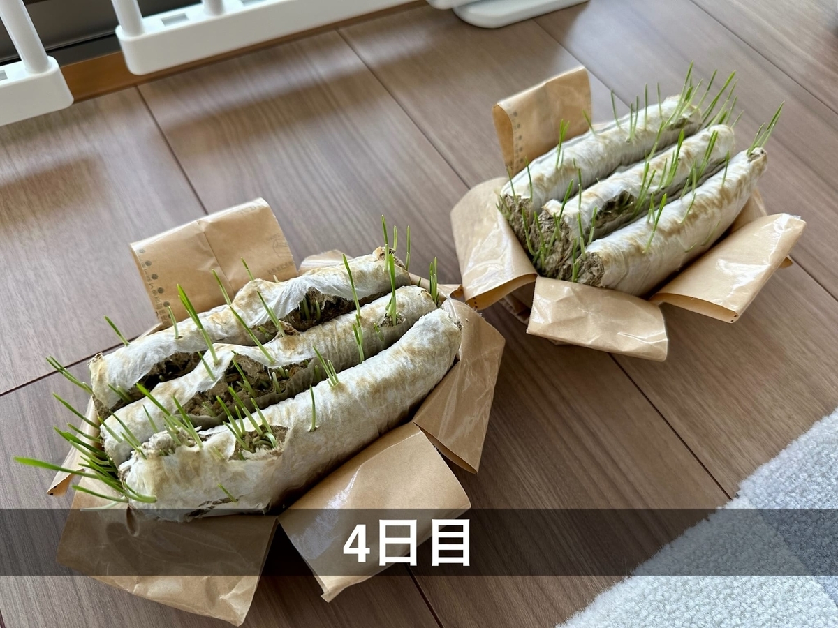 猫草の成長2
