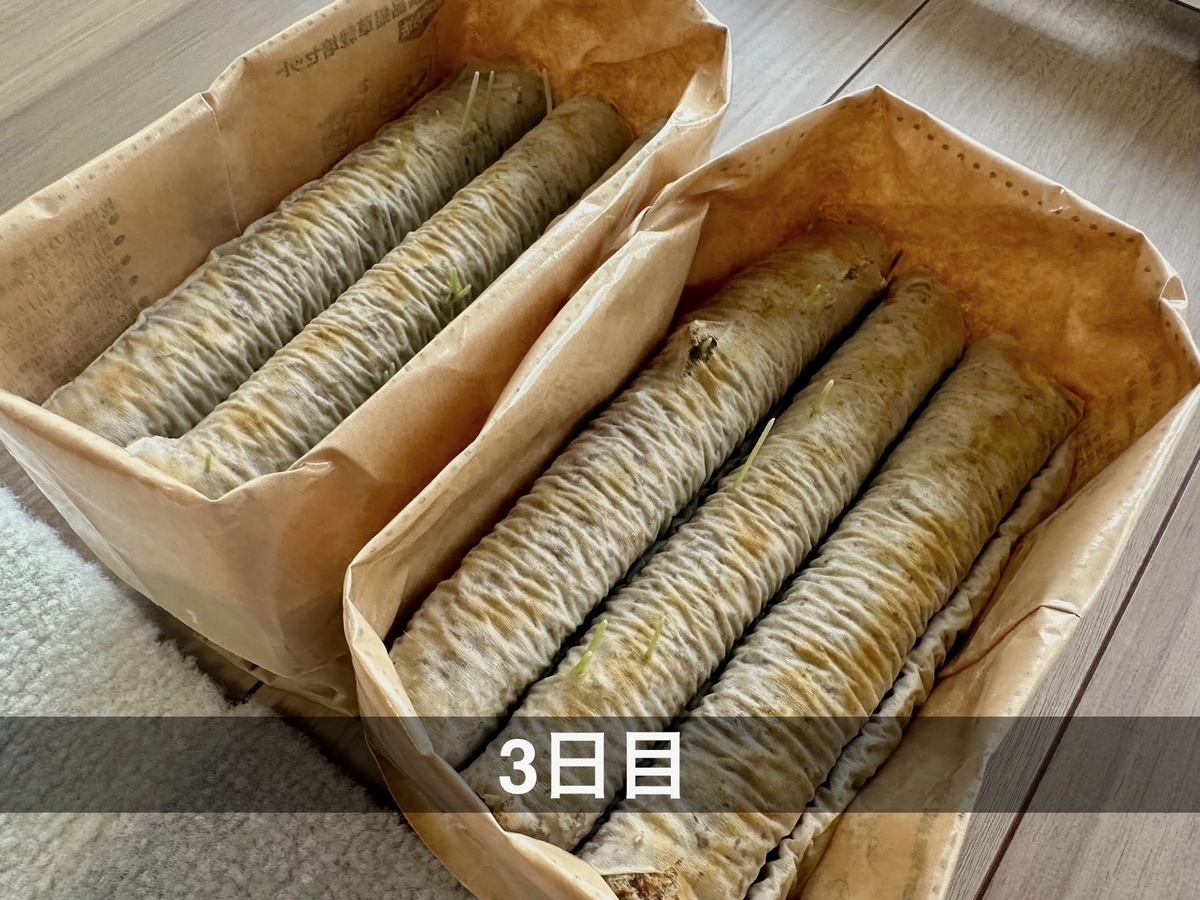猫草の成長1