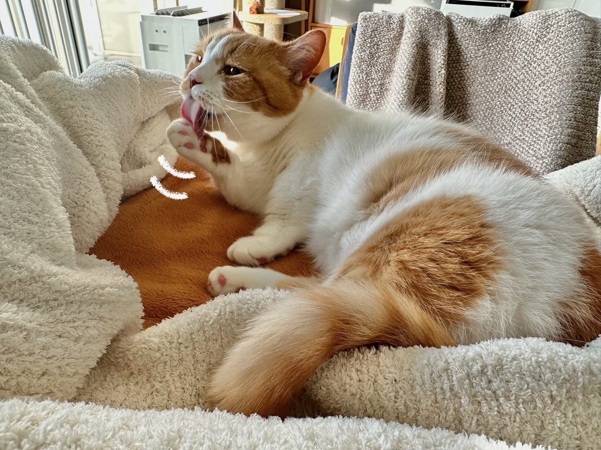 毛繕いタイムのるるちゃん