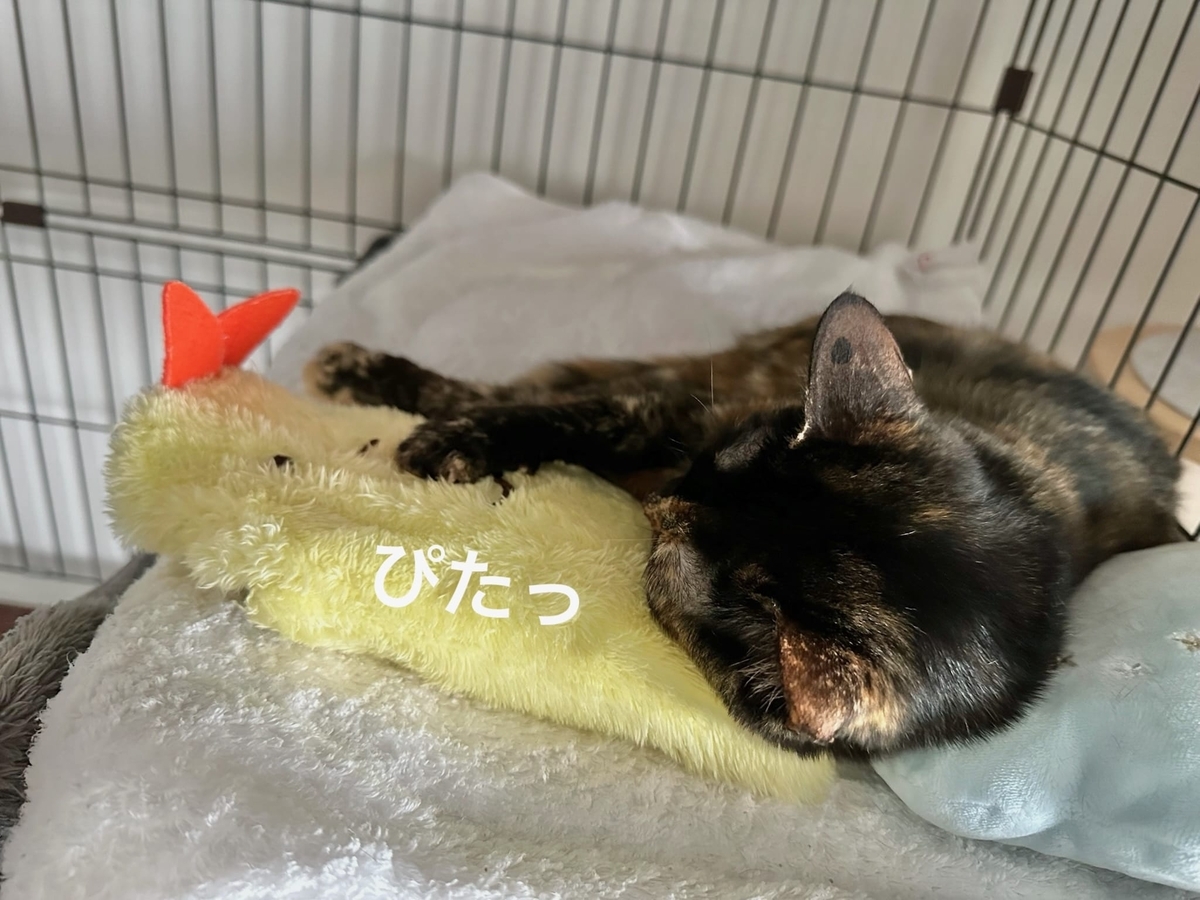 湯たんぽにくっつくもなちゃん1