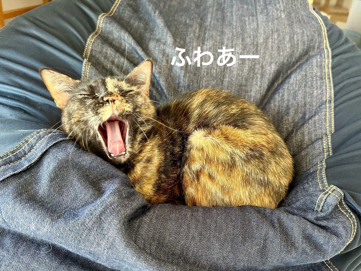 まんまるもなちゃん2
