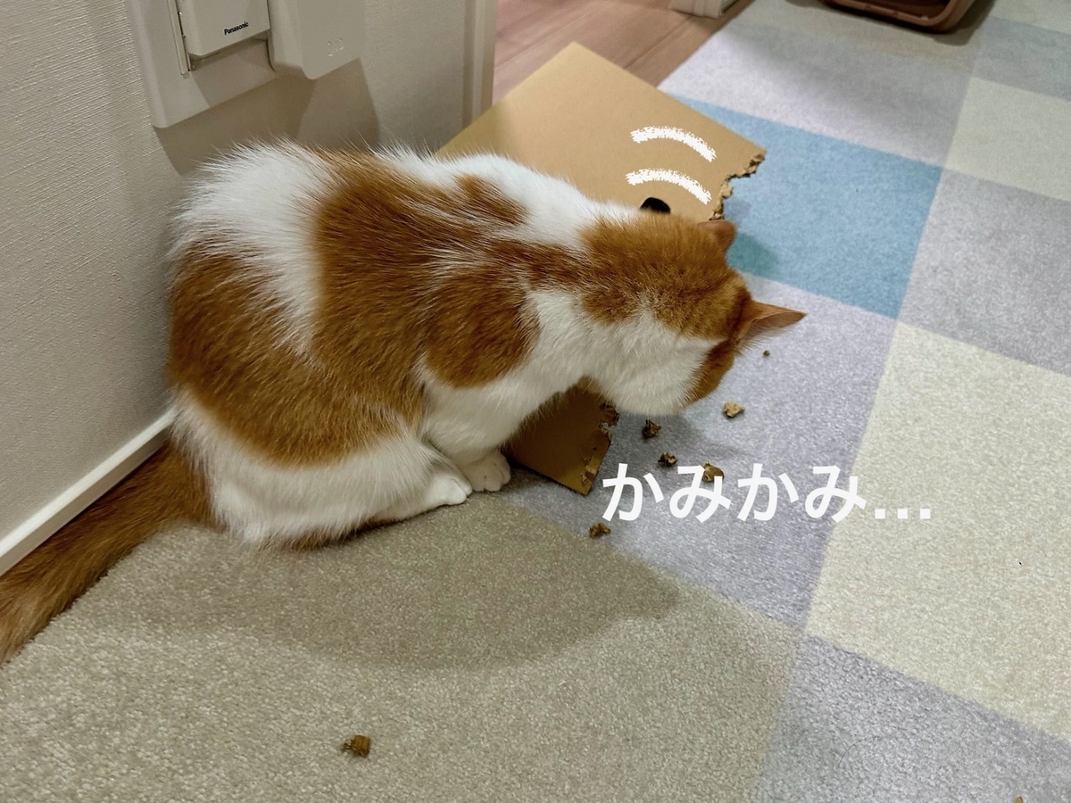 かみかみるるちゃん1