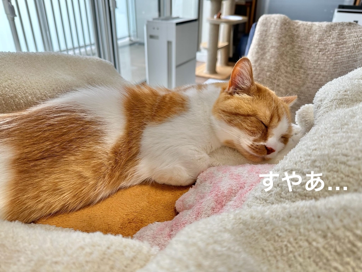 お昼寝タイムのるるちゃん1