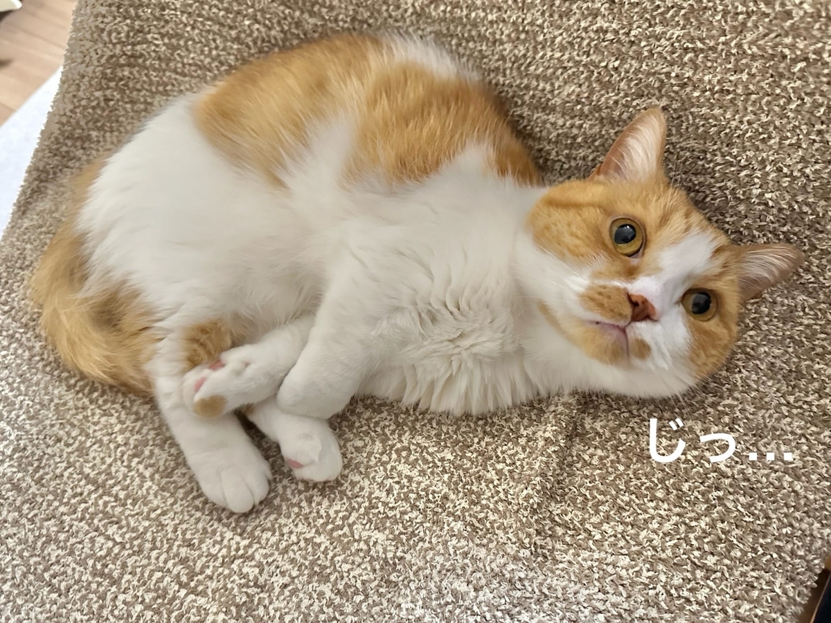 見つめるるるちゃん