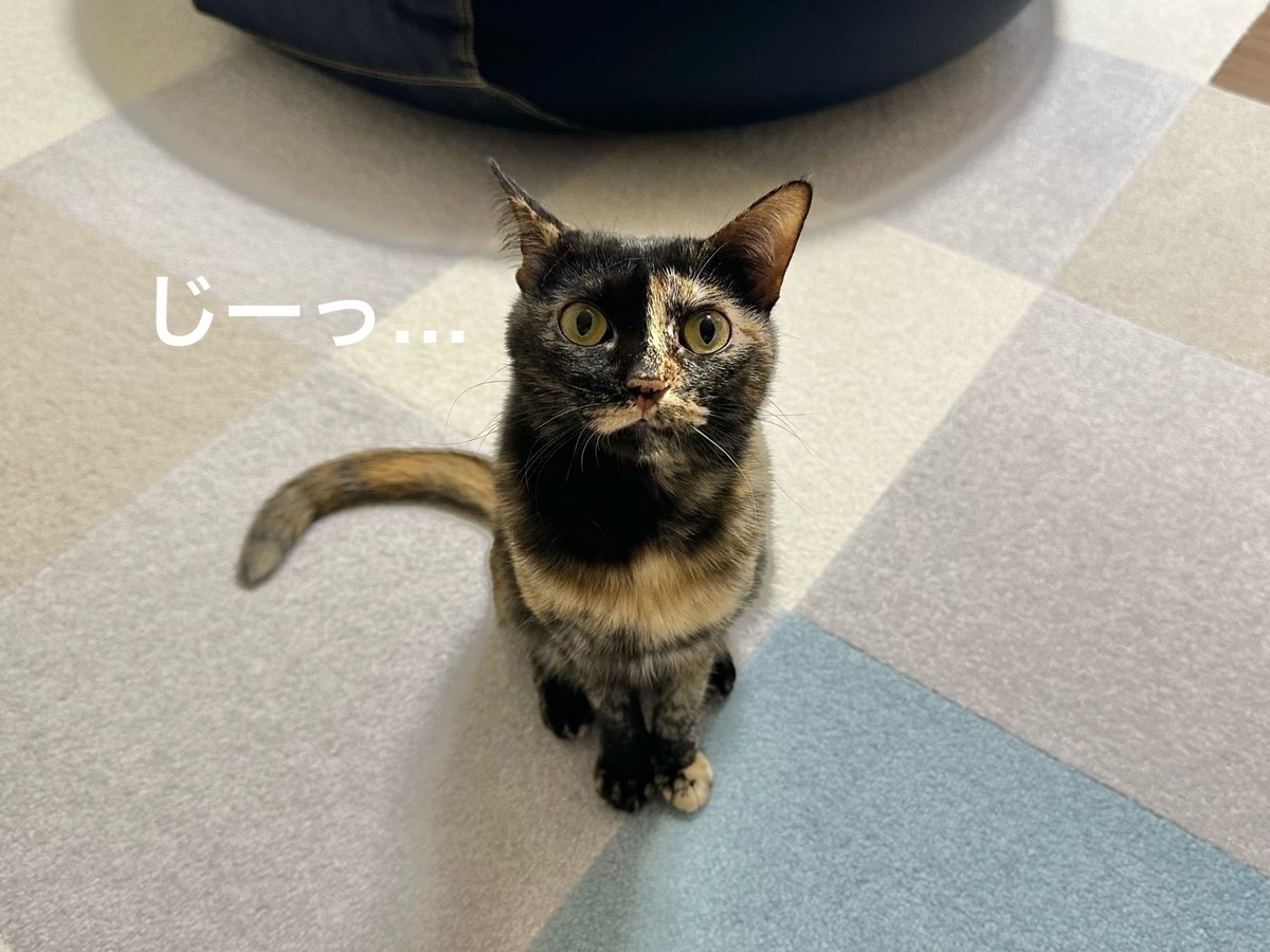 見つめるもなちゃん