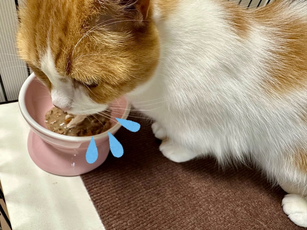 ご飯タイムのるるちゃん