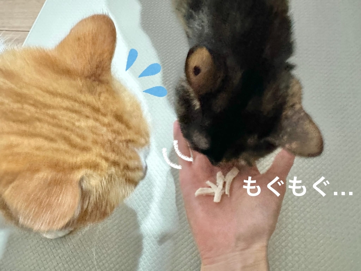 ささみを食べるもなちゃん