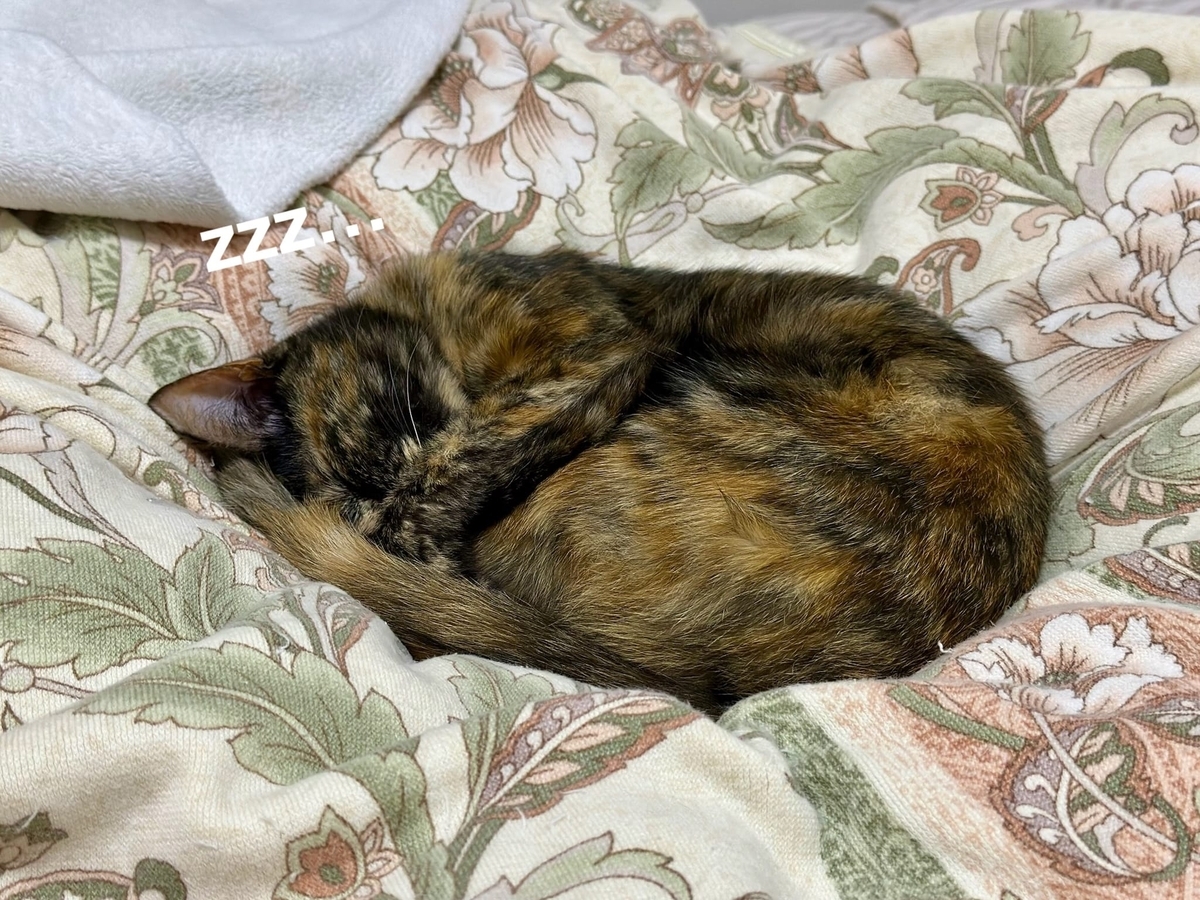飼い主とお昼寝するもなちゃん