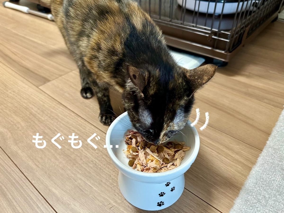 焼きカツオをお食事中のもなちゃん