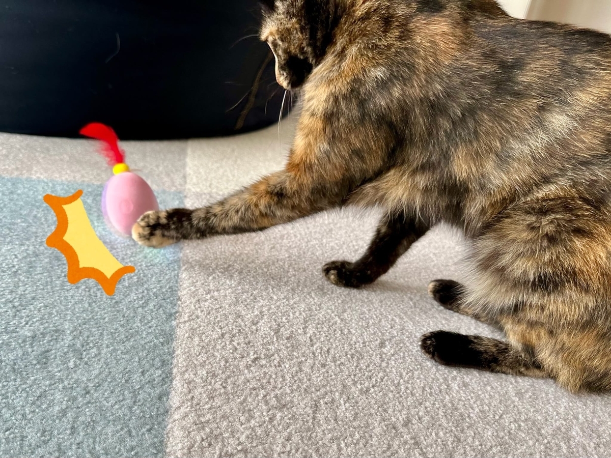 新しいおもちゃで遊ぶもなちゃん