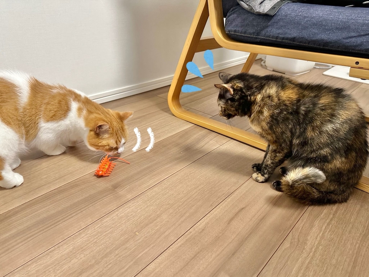 新しいおもちゃとるるもな1
