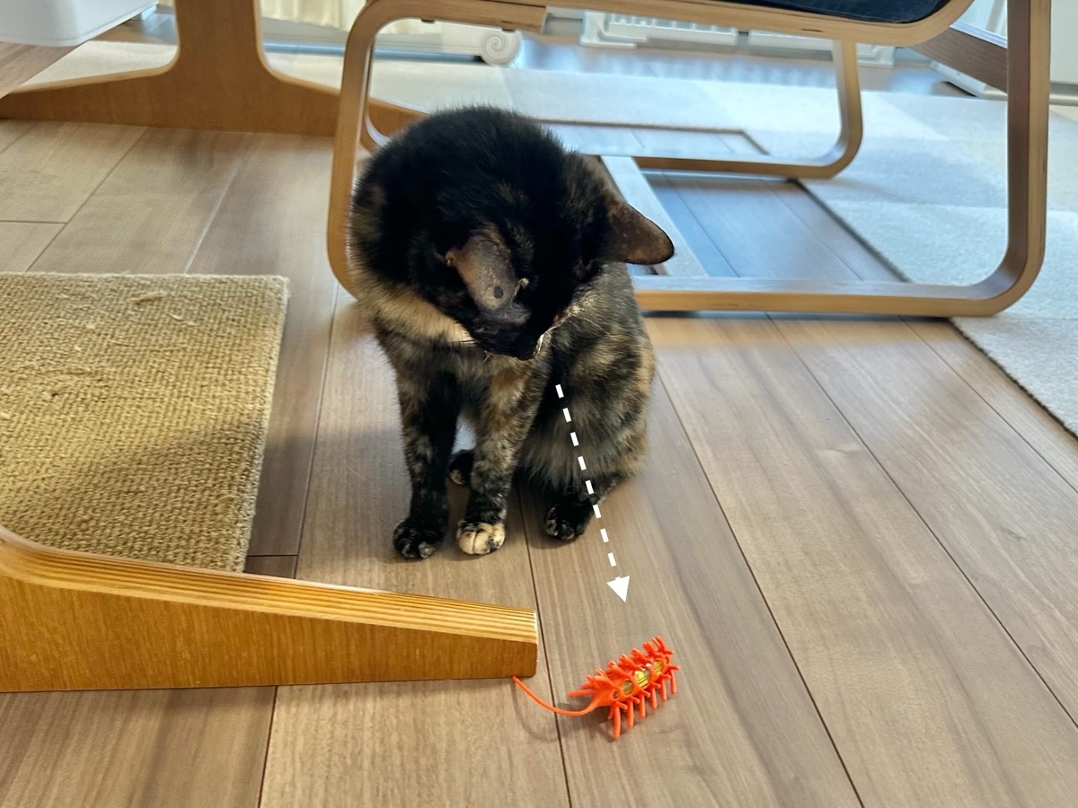 おもちゃを見つめるもなちゃん