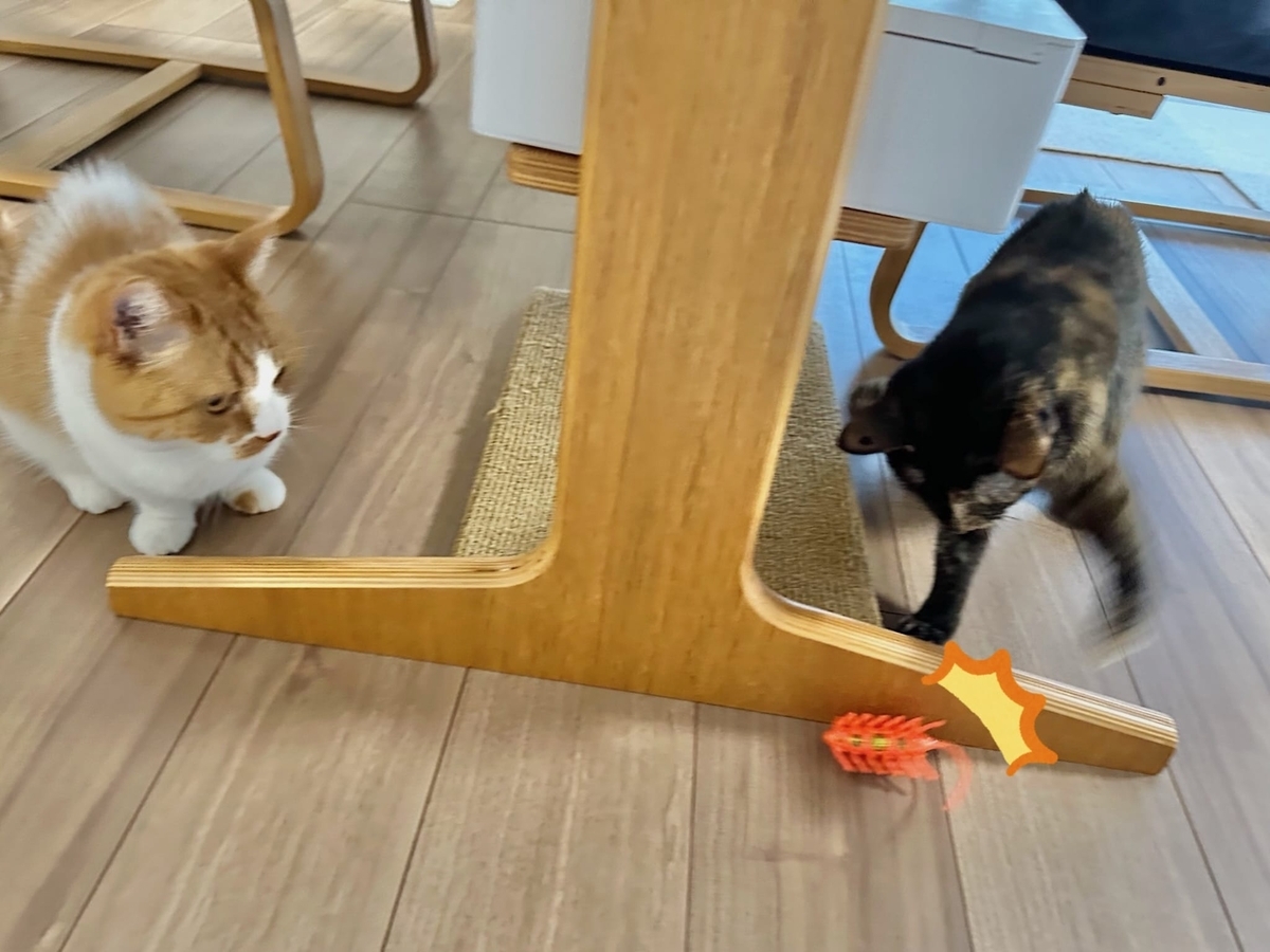 新しいおもちゃとるるもな2