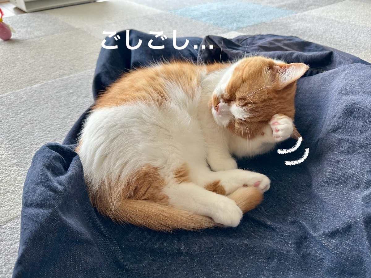 洗濯したカバーの上のるるちゃん2