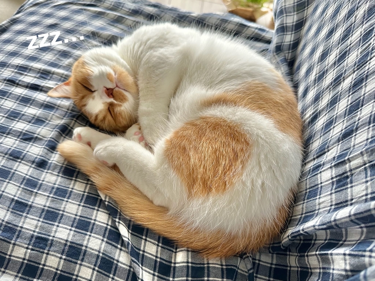 お昼寝タイムのるるちゃん