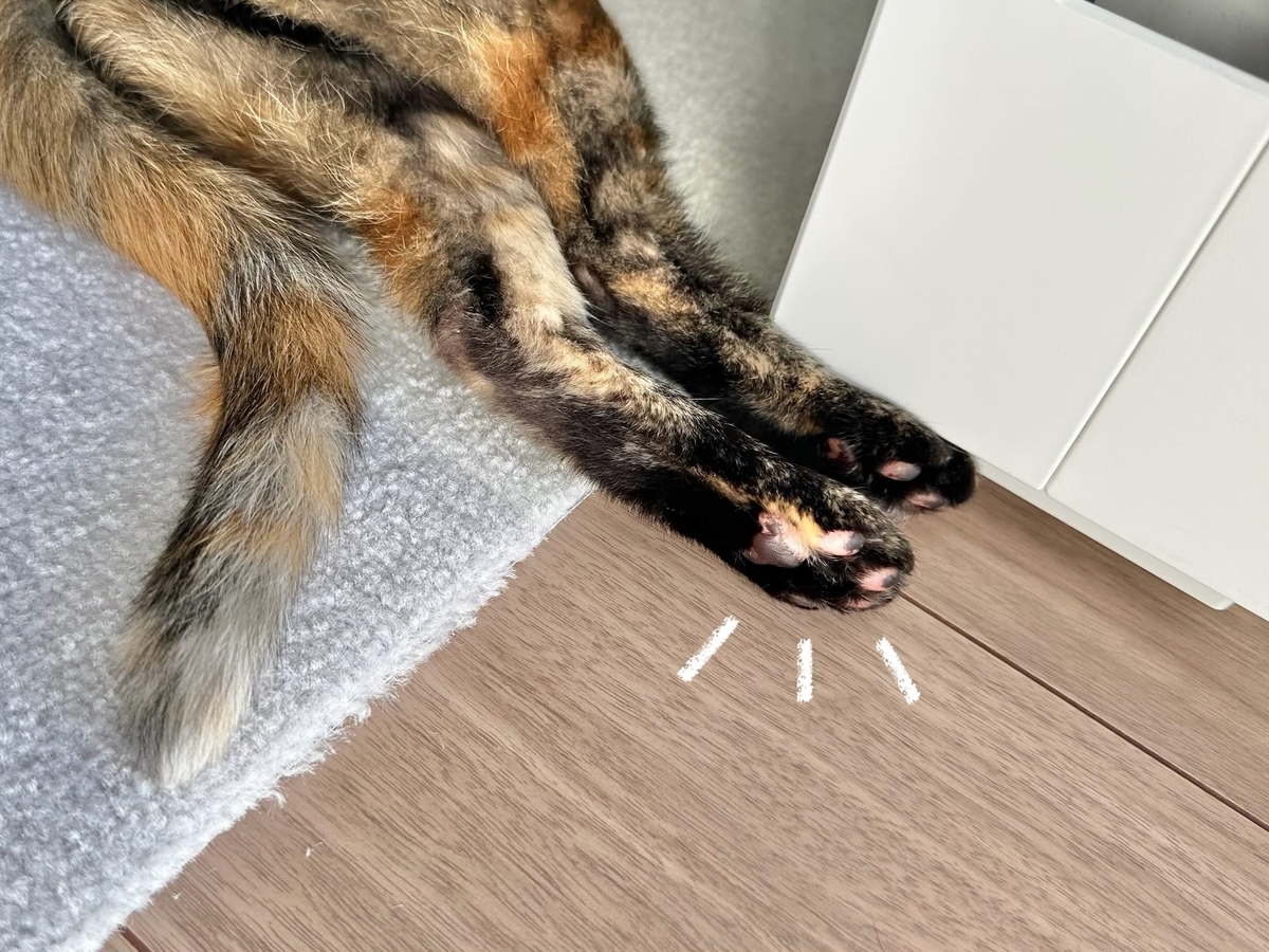 もなちゃんの美脚