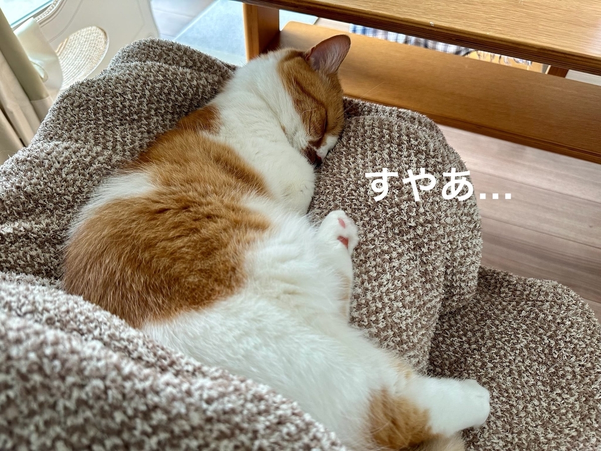 お膝猫るるちゃん2