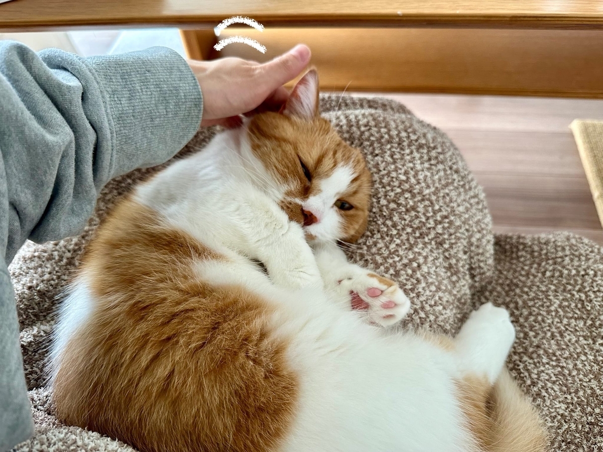 お膝猫るるちゃん1
