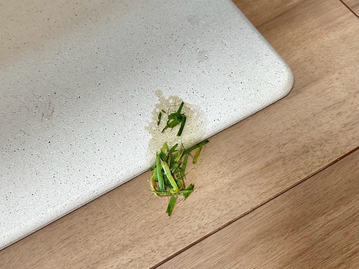 吐かれた猫草