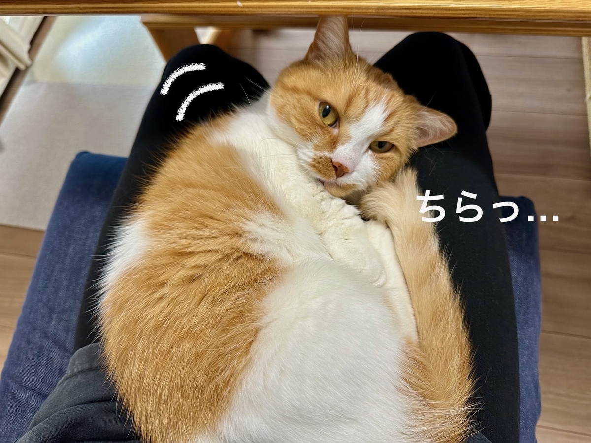 お膝猫るるちゃん3