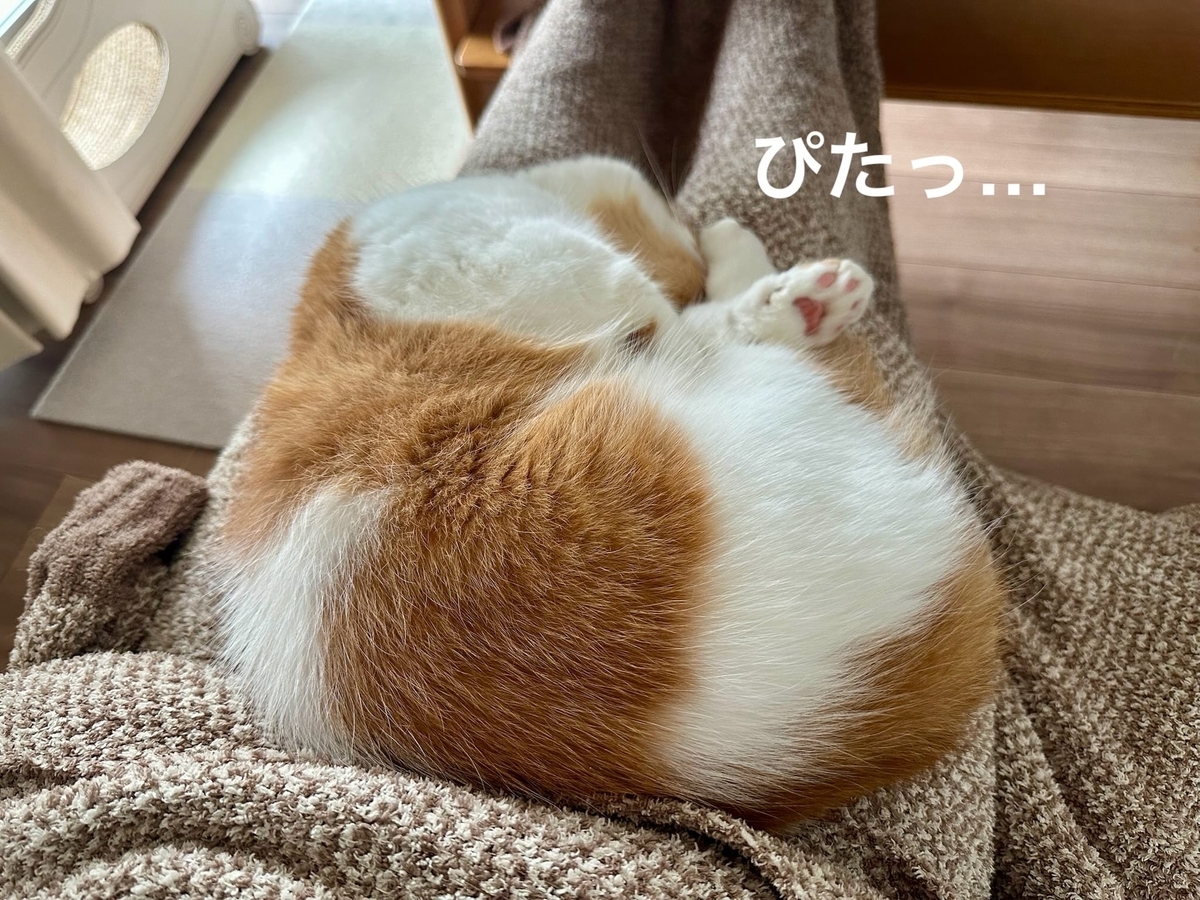 お膝猫るるちゃん1