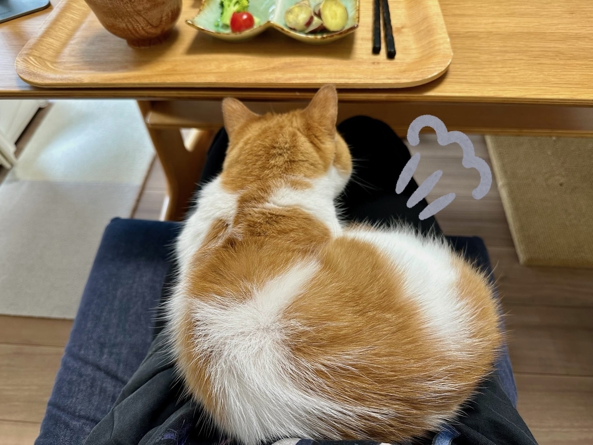 お膝猫るるちゃん2