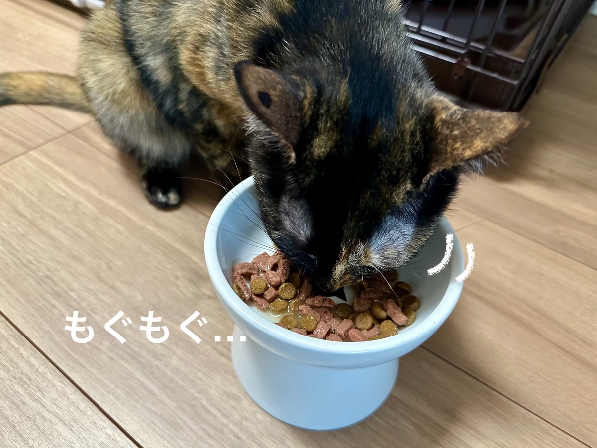 もぐもぐタイムのもなちゃん