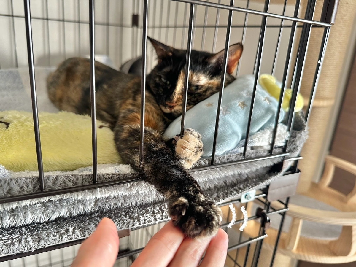 もなちゃんの握手会2