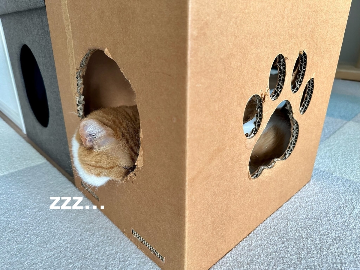 箱にINのるるちゃん2