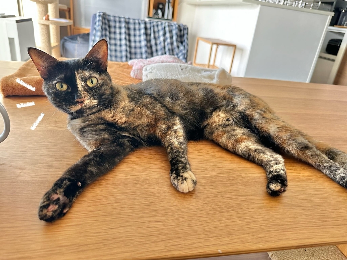 見つめるもなちゃん1