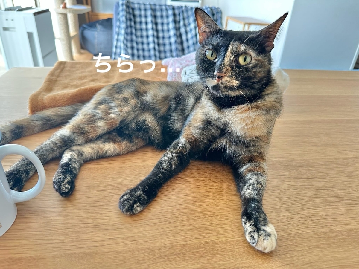 見つめるもなちゃん2
