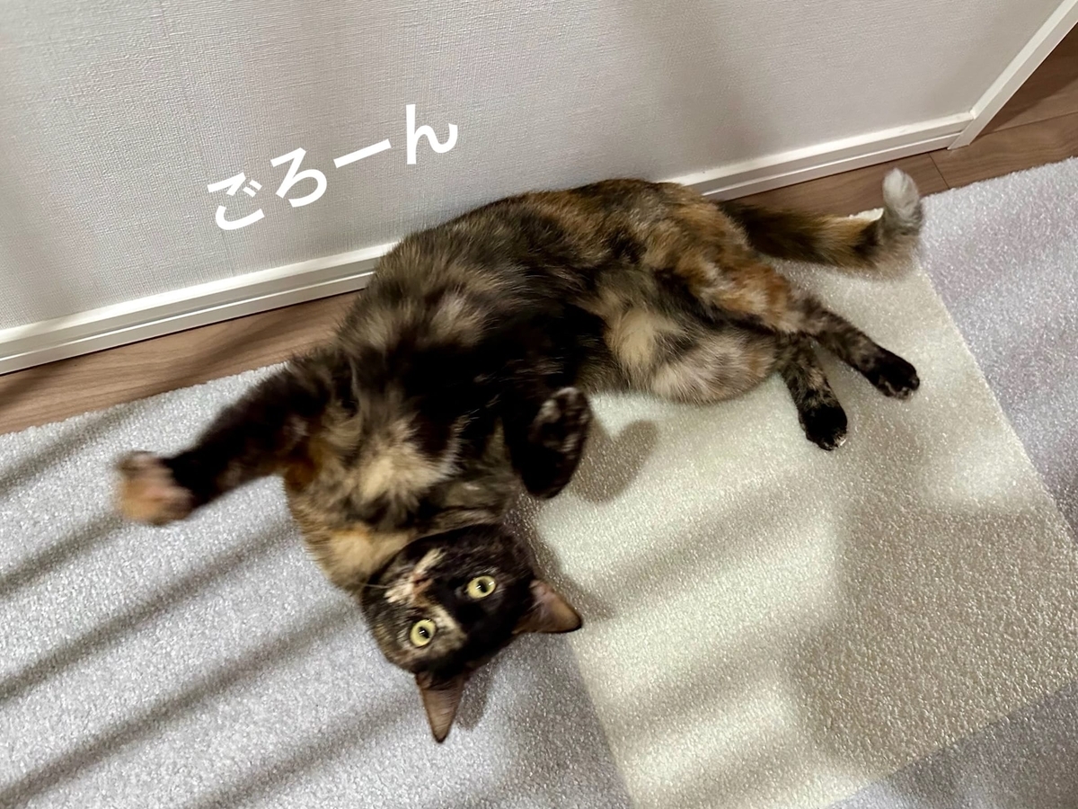 るるもなのお出迎え1