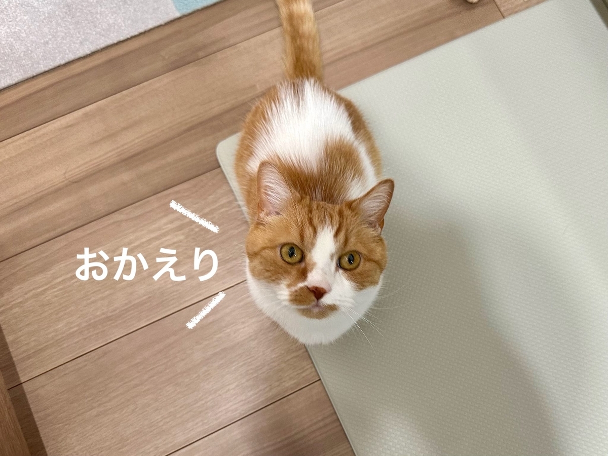 るるもなのお出迎え3