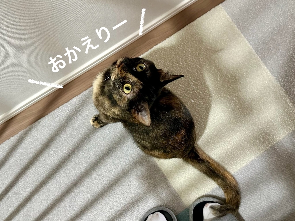 るるもなのお出迎え2