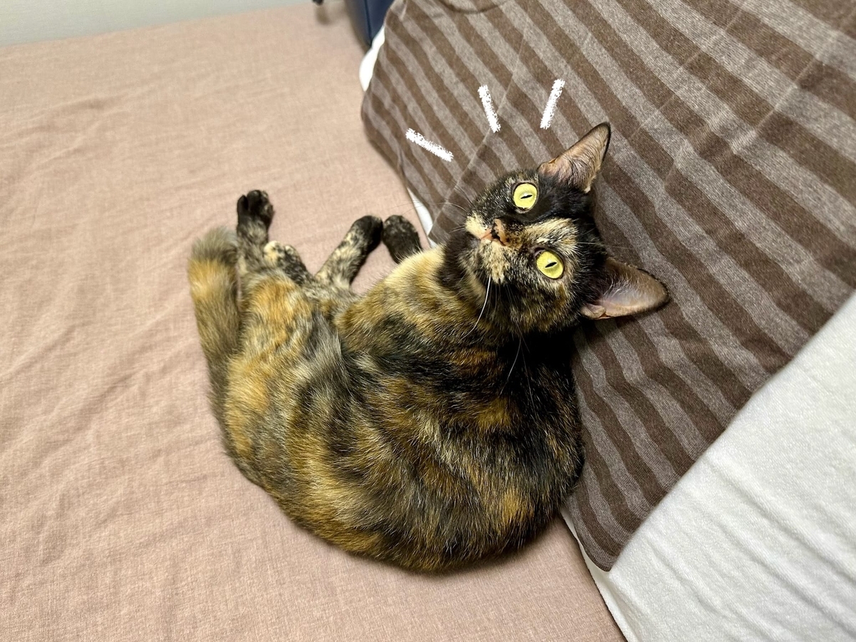 枕に寄り添うもなちゃん