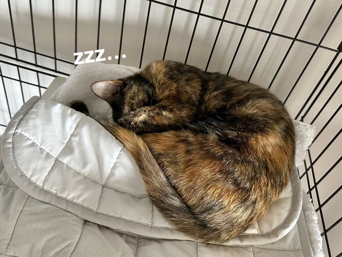 ケージの中でくつろぐもなちゃん2
