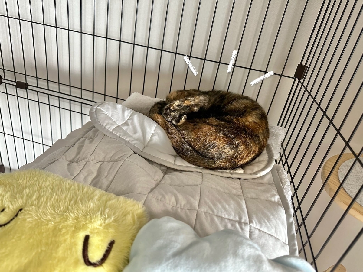ケージの中でくつろぐもなちゃん1