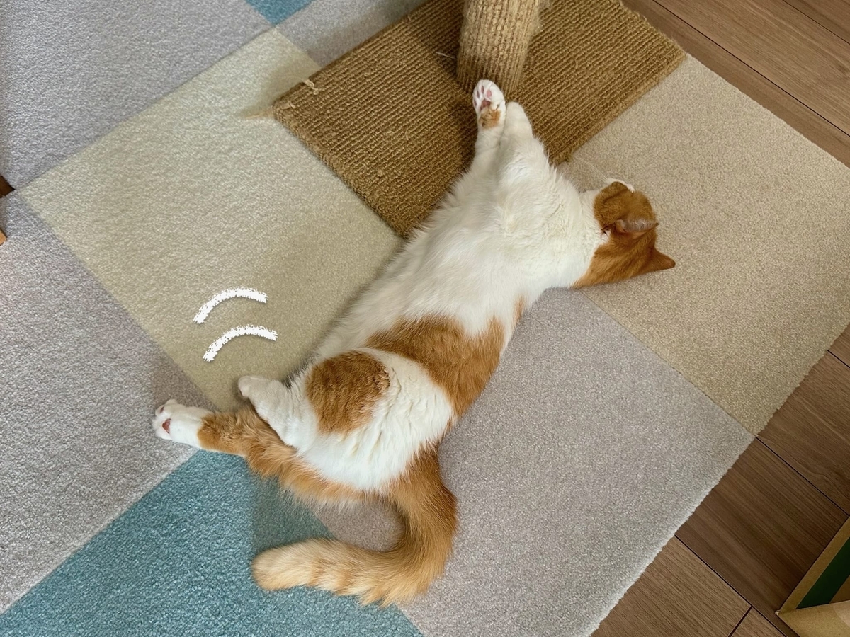 床に転がるるるちゃん2