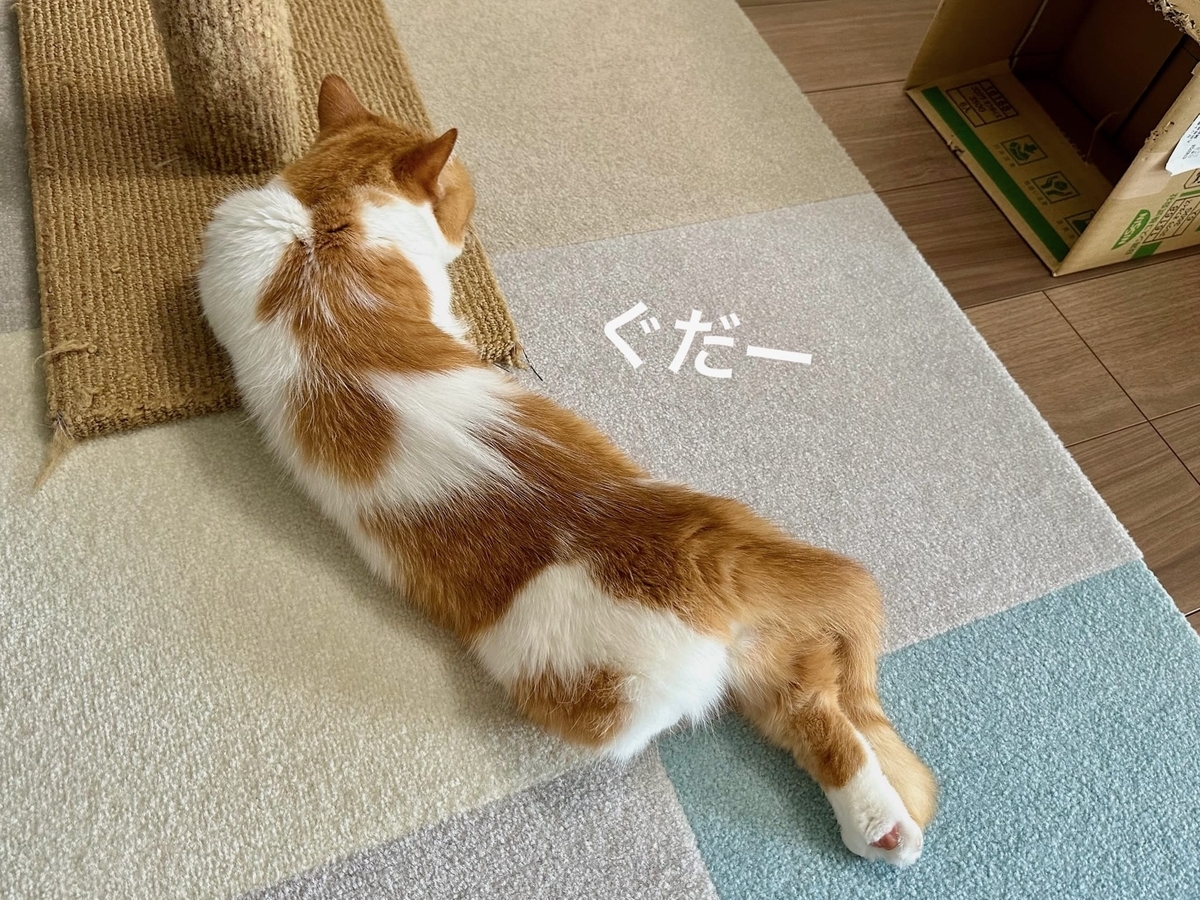 床に転がるるるちゃん1