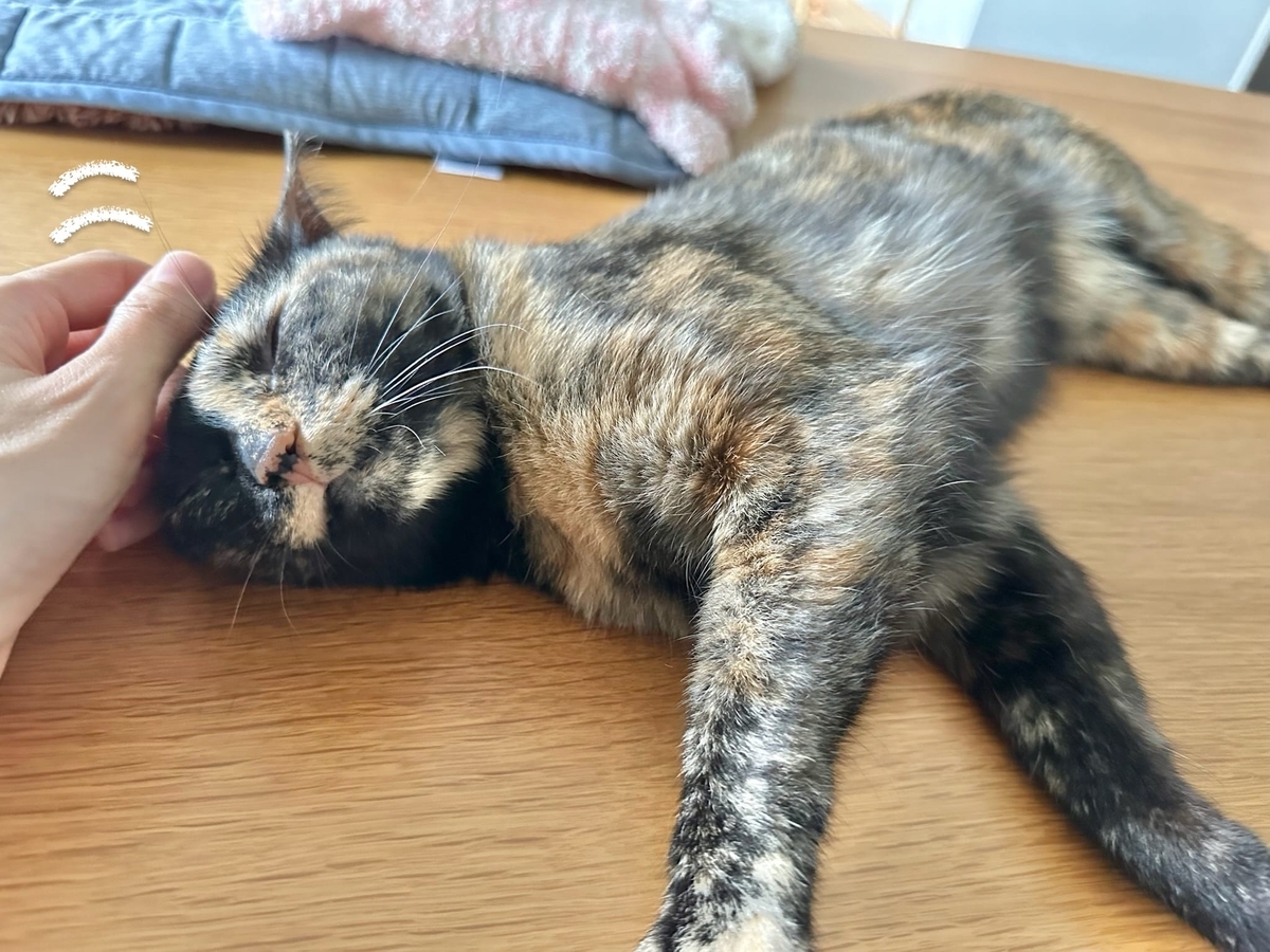 甘えん坊タイムのもなちゃん3