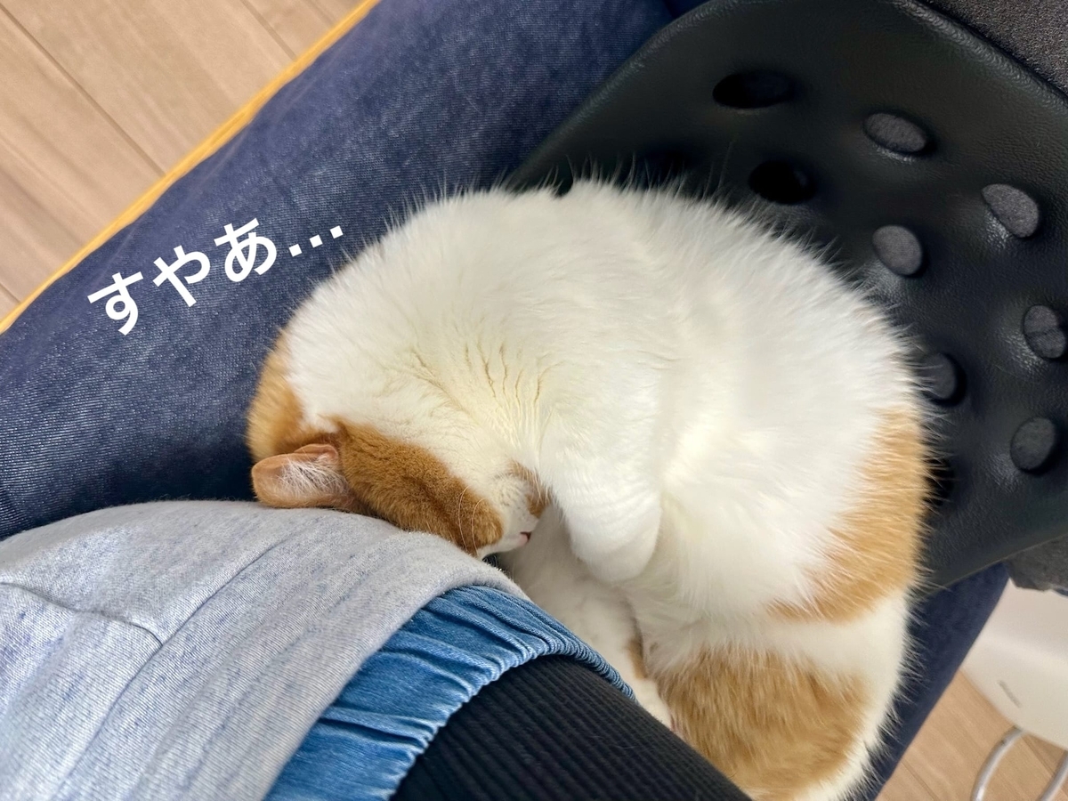 くっつき猫るるちゃん2