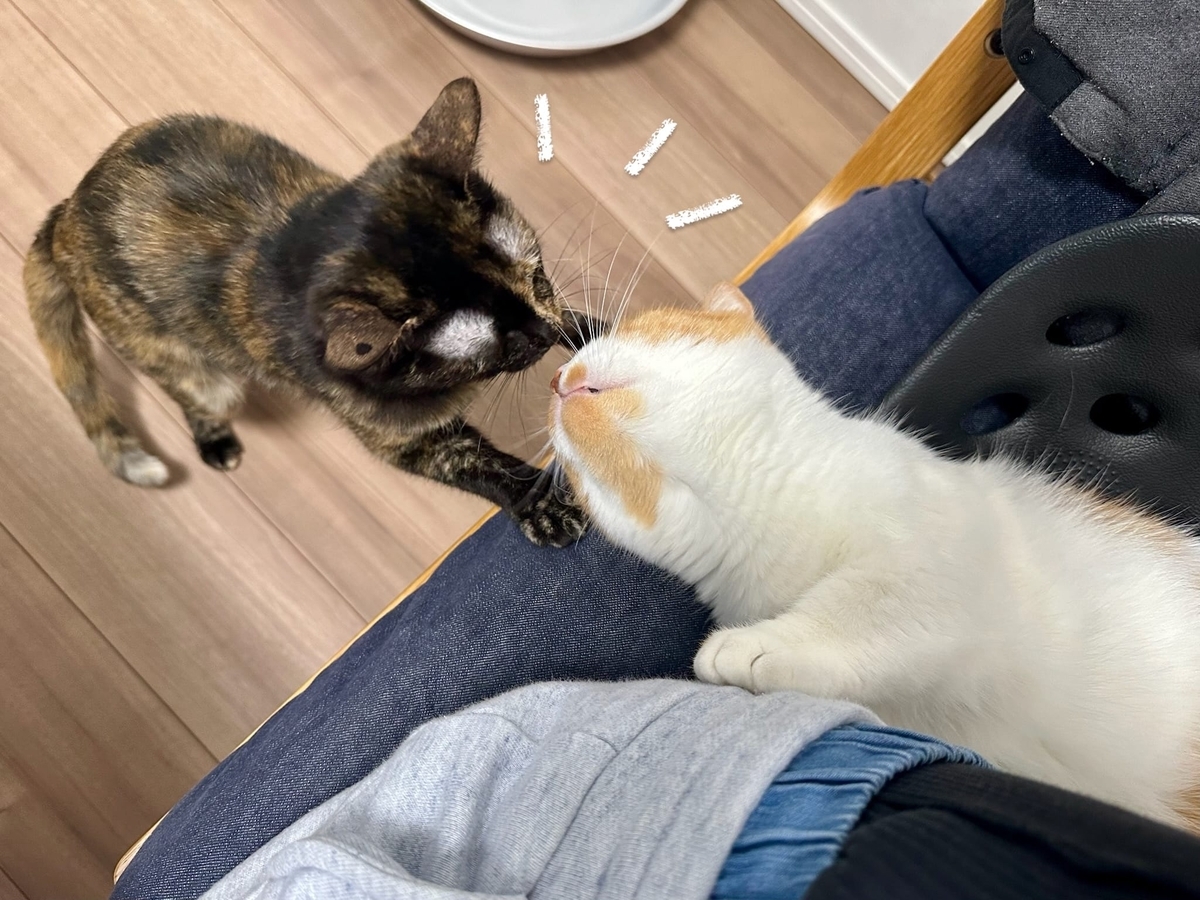 お鼻ちゅー1