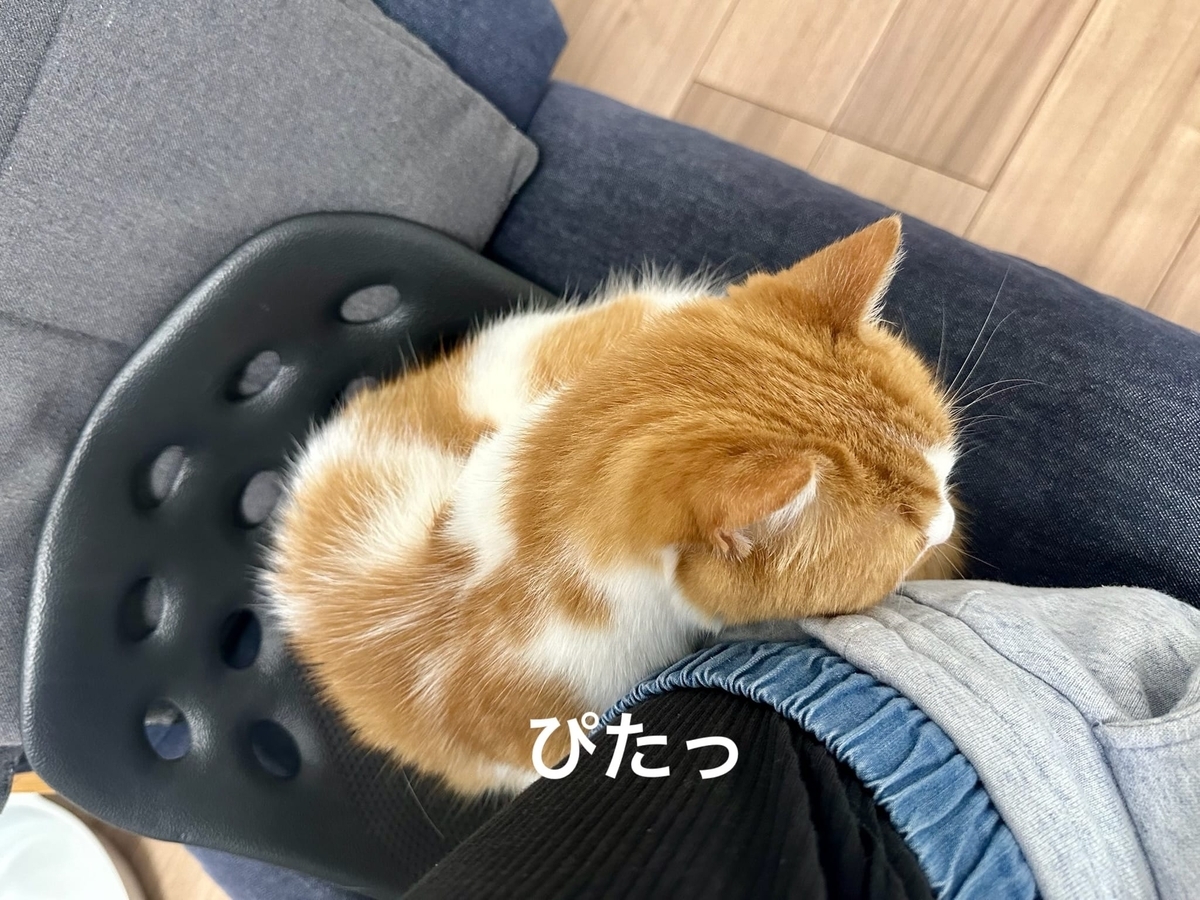 くっつき猫るるちゃん1