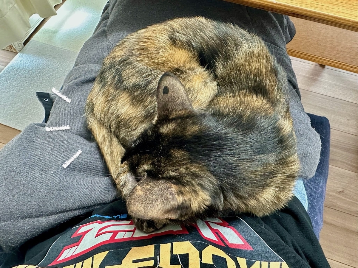 お膝猫もなちゃん1