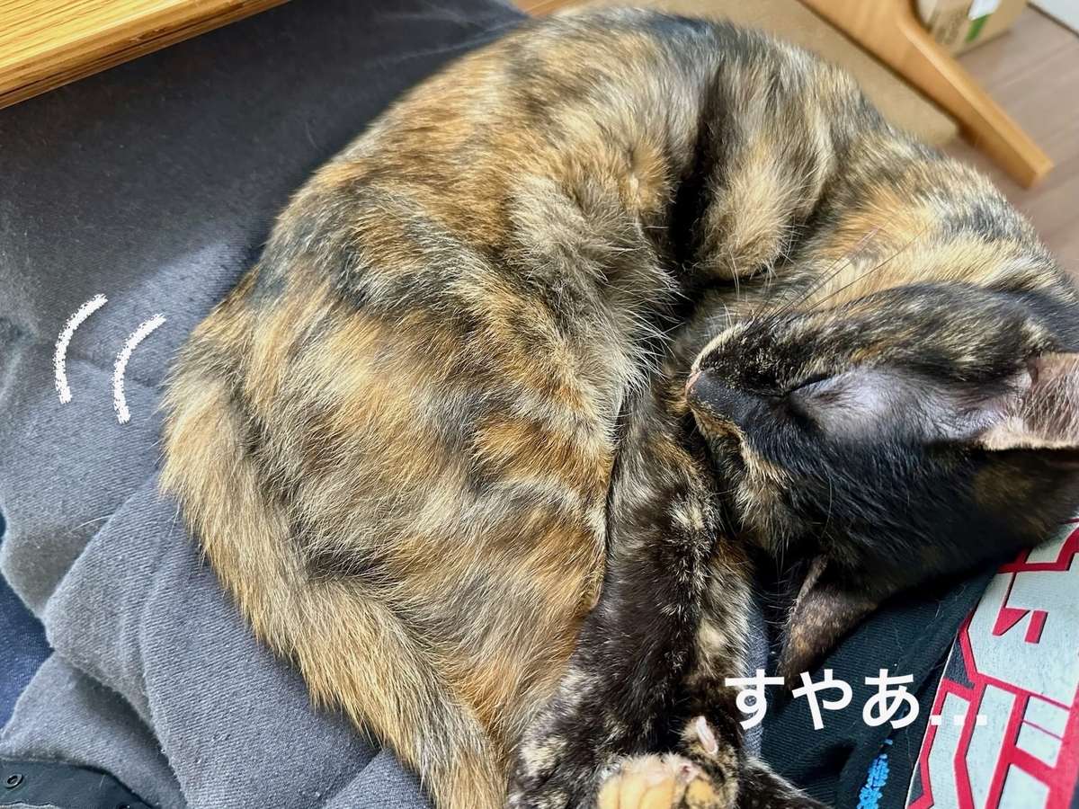 お膝猫もなちゃん2