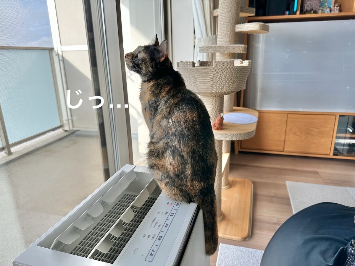 小虫を見つめるもなちゃん4