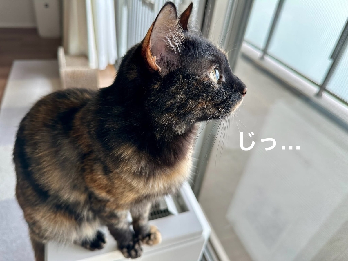 小虫を見つめるもなちゃん2