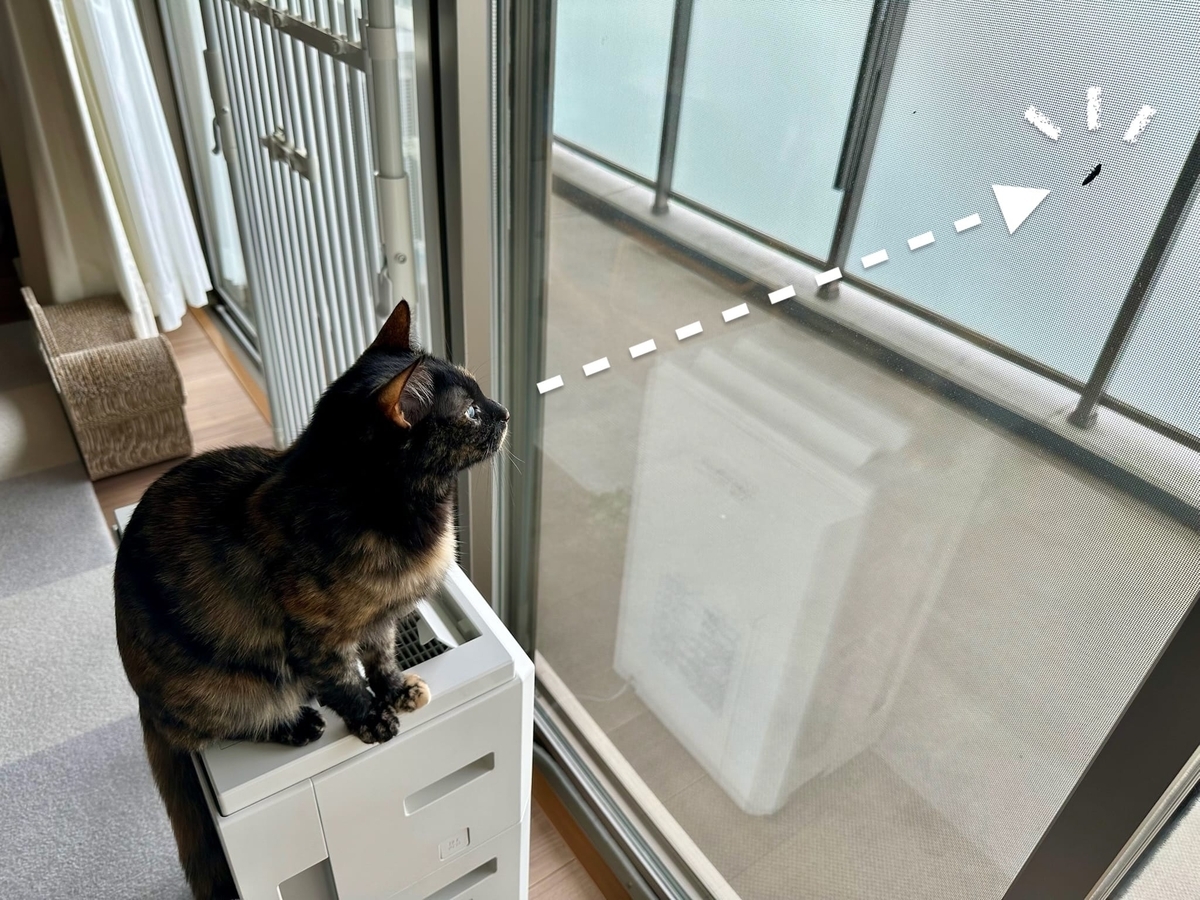 小虫を見つめるもなちゃん1