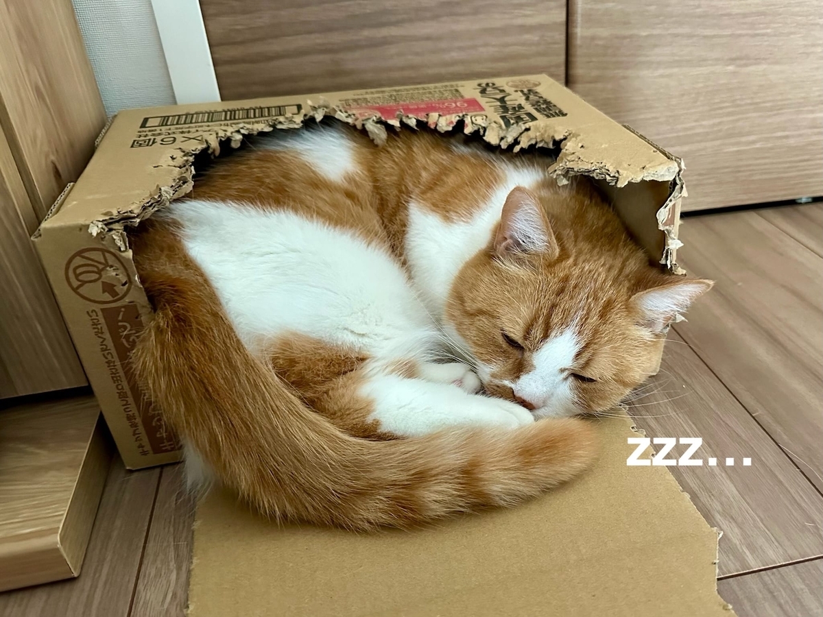 箱につまってるるるちゃん1