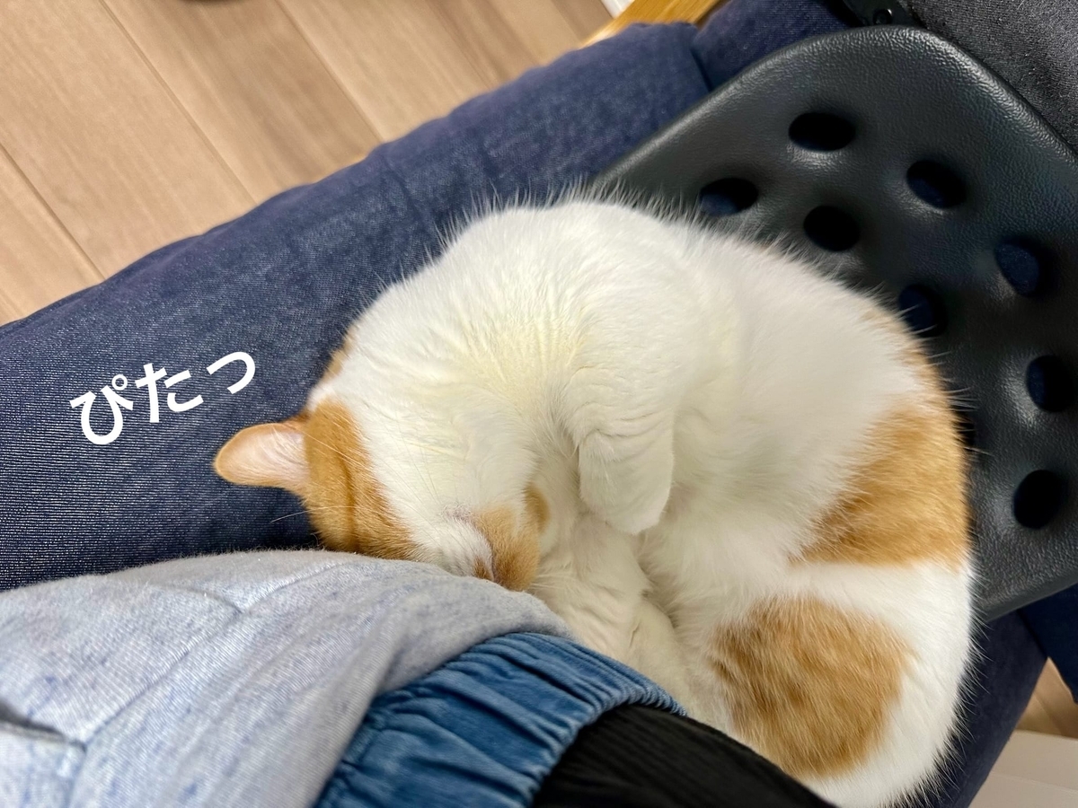 くっつき猫るるちゃん1